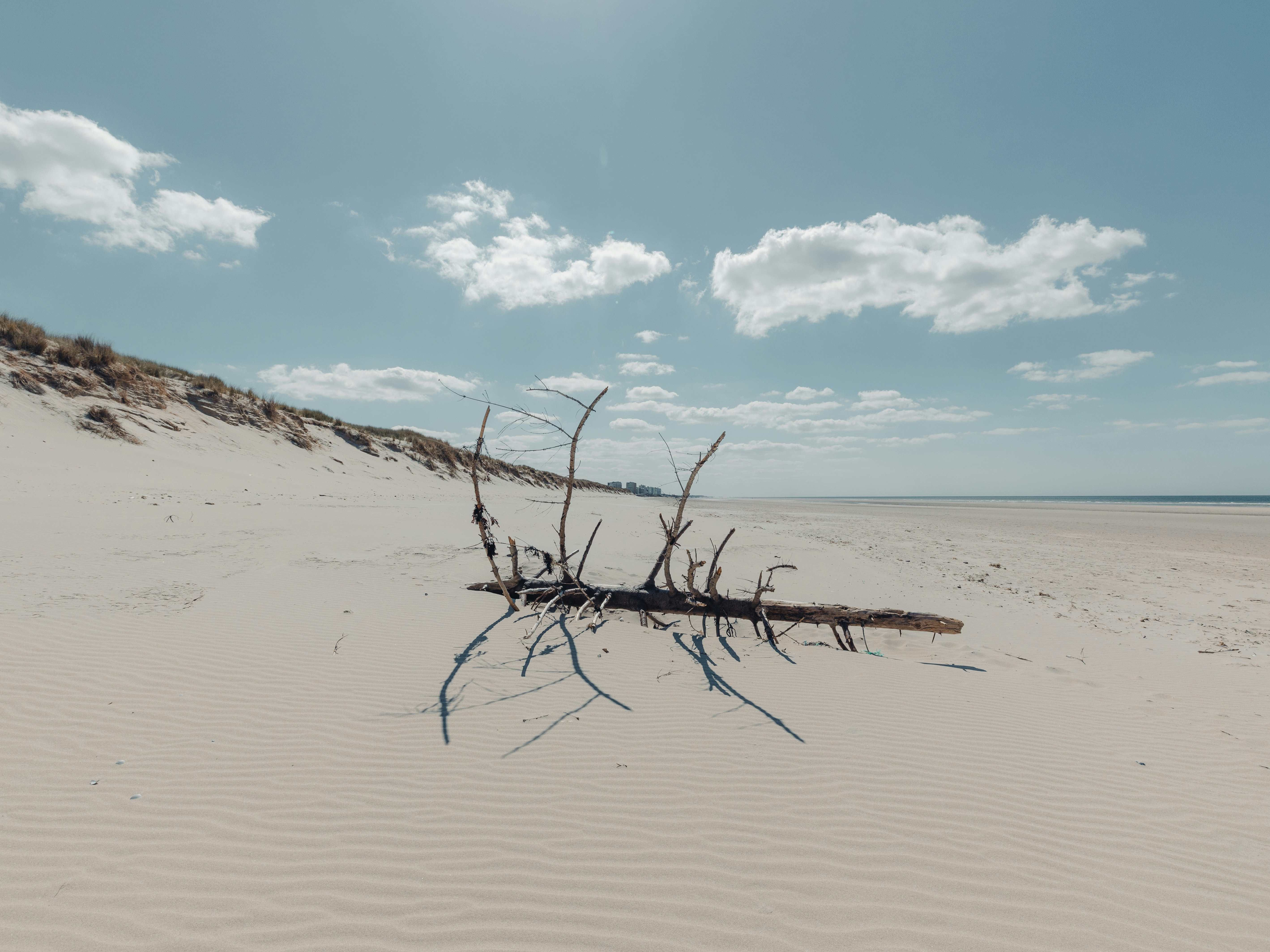 brown wooden tree branch on brown sand under blue sky during daytime